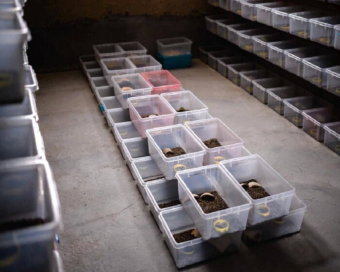 زهر عقرب، زری که باید قدرش را شناخت