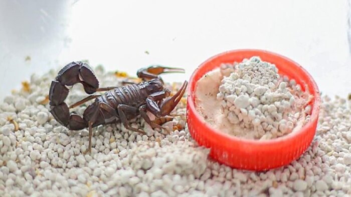 زهر عقرب، زری که باید قدرش را شناخت