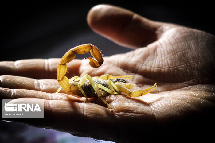 زهر عقرب، زری که باید قدرش را شناخت