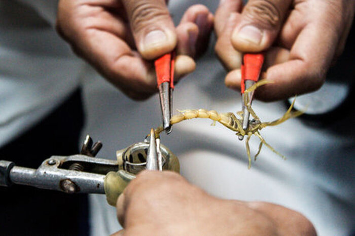 زهر عقرب، زری که باید قدرش را شناخت