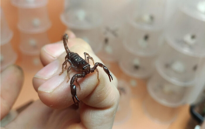 زهر عقرب، زری که باید قدرش را شناخت