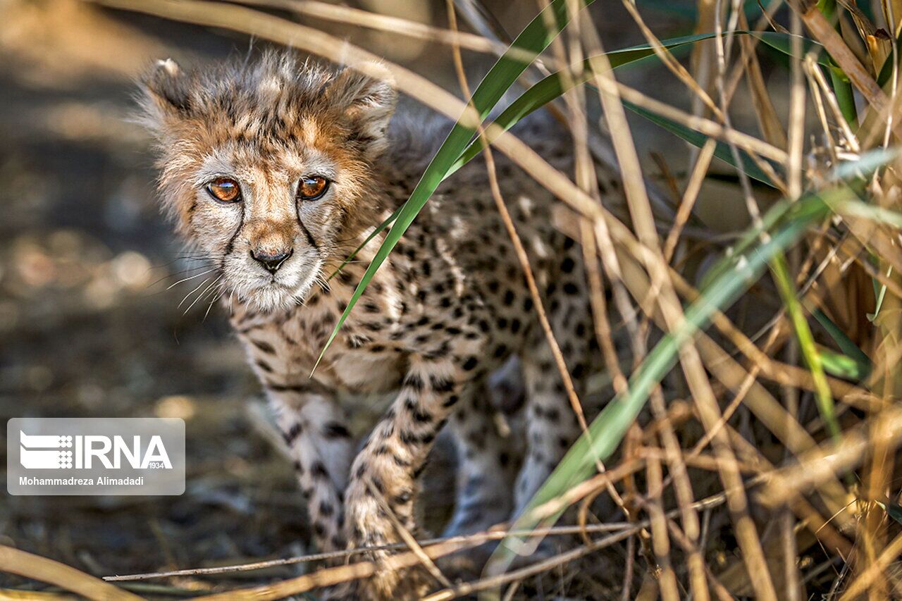 Le guépard iranien « Pirouz » sera transféré au Parc National de Tourân