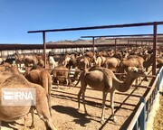 حرفه پرورش شتر در ۱۷ شهرستان خراسان رضوی رونق گرفته است