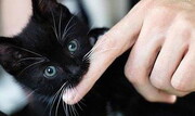 علوم پزشکی خراسان‌شمالی نسبت به انتقال بیماری هاری از گربه هشدار داد
