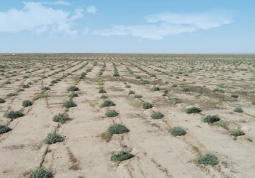 بوته‌کاری در ۵۰۰ هکتار از مراتع گنبدکاووس آغاز شد