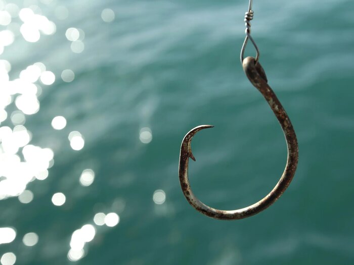 هشدار؛ کوسه ماهیان خلیج فارس را دریابیم