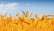 ۵۰ درصد کار برداشت محصول گندم در خراسان رضوی پایان یافت