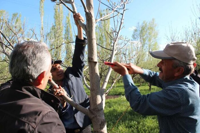 سرشاخه کاری درختان گردو؛ خداحافظی با خسارتهای سرمازدگی