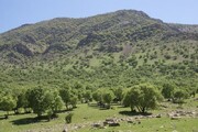 ۹۳۰ نفر عضو تعاونی‌های تخصصی منابع طبیعی استان سمنان هستند