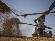هند با صادرات گندم، بحران غذایی یمن را کاهش می‌دهد