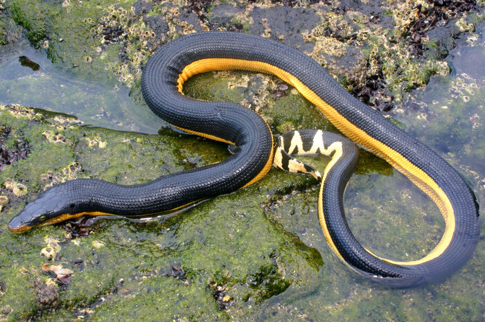 سمّی ترین مارهای دنیا، شناور در آب های ساحلی جزیره قشم