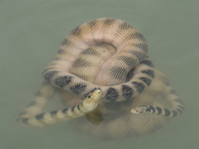 سمّی ترین مارهای دنیا، شناور در آب های ساحلی جزیره قشم