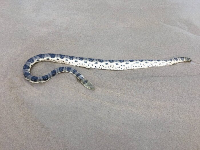 سمّی ترین مارهای دنیا، شناور در آب های ساحلی جزیره قشم