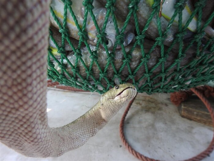 سمّی ترین مارهای دنیا، شناور در آب های ساحلی جزیره قشم