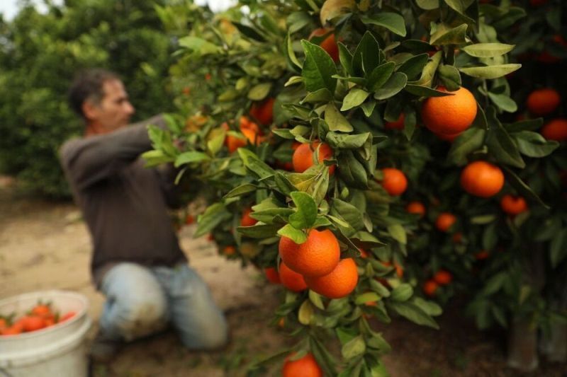 رونق کار باغداران مازندرانی با صادرات روزانه ۷۰ کانتینر مرکبات