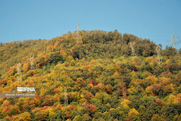 Forêt Noghleh Bar (Nord d’Iran)