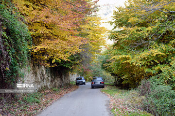 Forêt Noghleh Bar (Nord d’Iran)