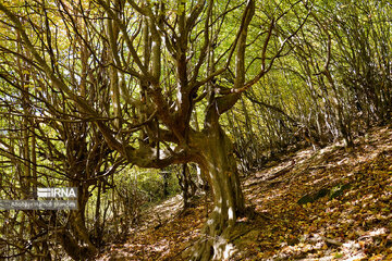 Forêt Noghleh Bar (Nord d’Iran)