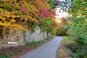 Forêt Noghleh Bar (Nord d’Iran)