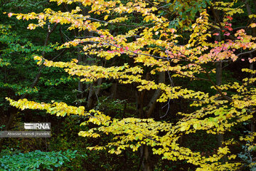 Forêt Noghleh Bar (Nord d’Iran)