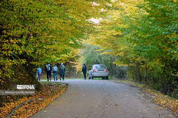 Forêt Noghleh Bar (Nord d’Iran)