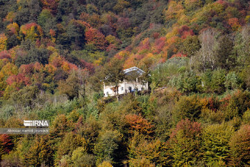 Forêt Noghleh Bar (Nord d’Iran)