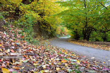 Forêt Noghleh Bar (Nord d’Iran)