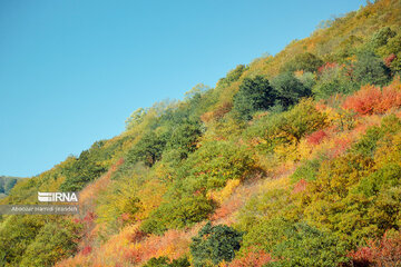 Forêt Noghleh Bar (Nord d’Iran)