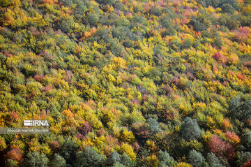 Forêt Noghleh Bar (Nord d’Iran)