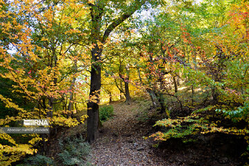 Forêt Noghleh Bar (Nord d’Iran)