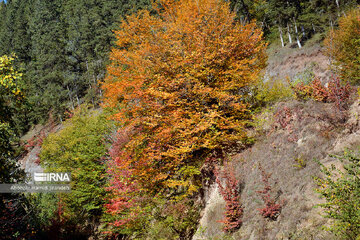 Forêt Noghleh Bar (Nord d’Iran)