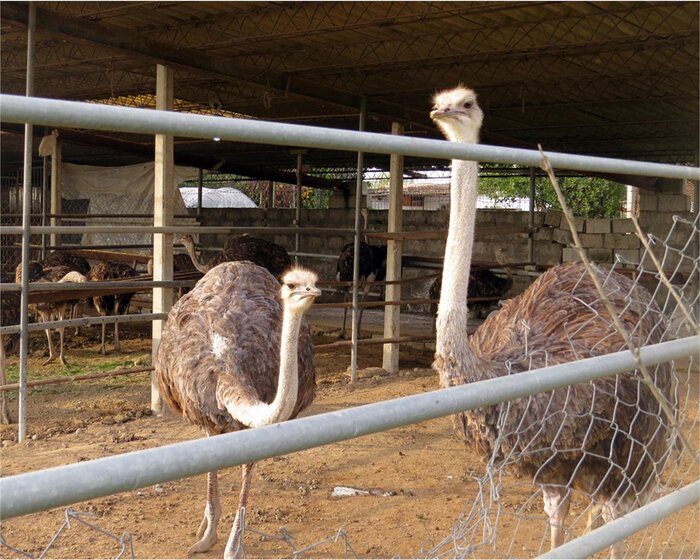 خراسان رضوی در عرصه پرورش شترمرغ رتبه نخست کشور را دارد