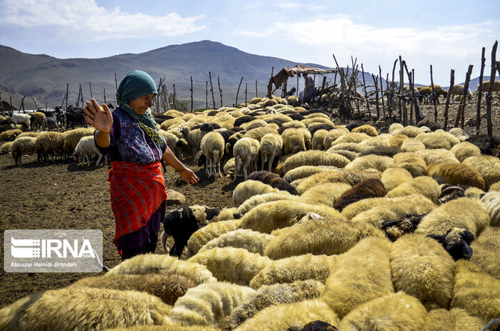 تحقق وعده دولت با خرید ۱۵۰ میلیارد تومان دام مازاد روستاییان خراسانشمالی