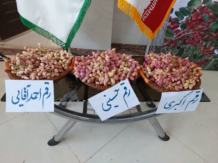 کشاورزی تجاری بستر کسب درآمد ارزی در قم