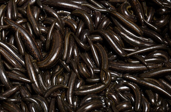 بهرهبرداری مزرعه پرورش زالو در نوشهر گامی در جهت اشتغالزایی و توسعه اقتصادی