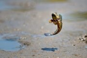 گِل خورک ها میراث مشترک زندگی دریا و خشکی در قشم