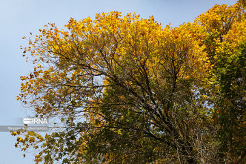 Colorful autumn and its beauties in Tehran