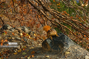 Colorful autumn and its beauties in Tehran