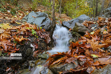 Colorful autumn and its beauties in Tehran