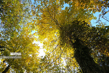 Colorful autumn and its beauties in Tehran