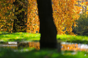 Colorful autumn and its beauties in Tehran