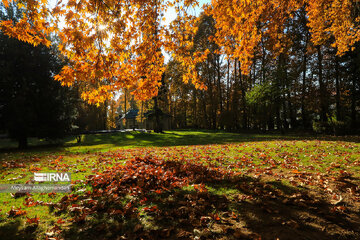 Colorful autumn and its beauties in Tehran