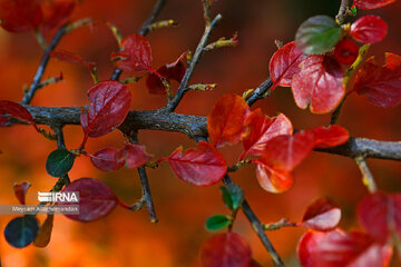 Colorful autumn and its beauties in Tehran