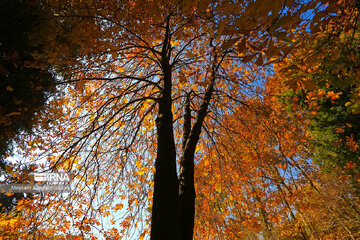 Colorful autumn and its beauties in Tehran