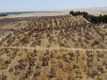 خشکسالی؛ تهدیدی برای زیست بوم و کشاورزی آمریکا