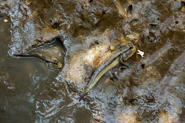 گِل خورک ها میراث مشترک زندگی دریا و خشکی در قشم