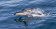 دلفین های بینی بطری مزیت مهم گردشگری دریایی در قشم