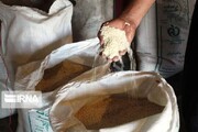 کاهش ۵۰ درصدی تعهدات ارزی برای صادرات مرکبات و برنج مازندران اجرایی شد 