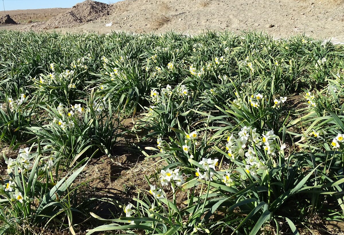 سرمایهگذاران فرآوری گل نرگس در خراسان جنوبی حمایت میشوند سرمایهگذاران فرآوری گل نرگس در خراسان جنوبی حمایت میشوند