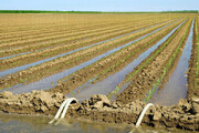 آبیاری سالم اراضی کشاورزی ماهدشت کرج در انتظار اقدام عملی